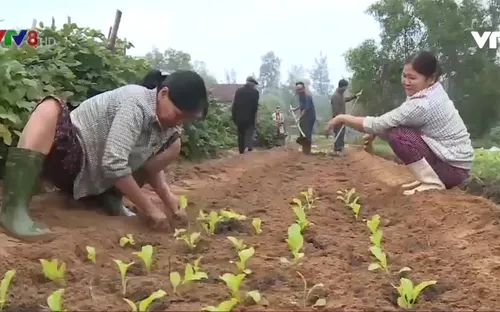 Nông dân tỉnh Thừa Thiên - Huế trồng rau Tết