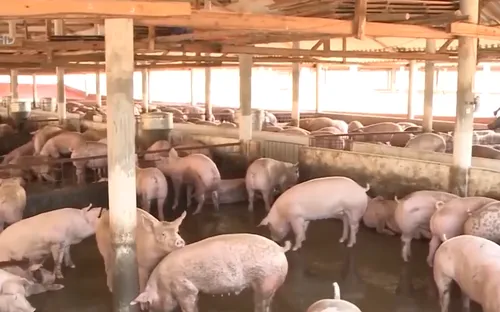 Quảng Ngãi: Gần 1.800 tấn heo hơi phục vụ Tết Canh Tý