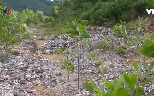 Quảng Nam đóng cửa vĩnh viễn mỏ vàng Bồng Miêu