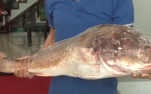 Ngư dân Thừa Thiên - Huế bắt được cá nghi là cá sủ vàng