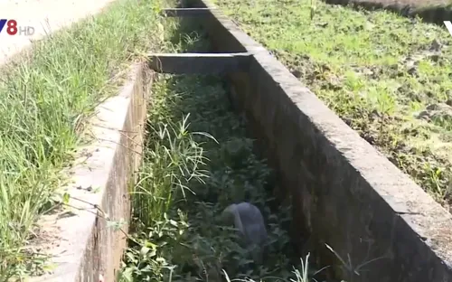 Thừa Thiên - Huế: Nguy cơ thiếu nước tưới vụ Đông Xuân