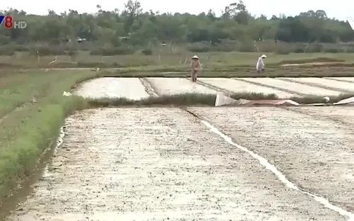 Miền Trung lên phương án chống hạn, nhiễm mặn cho vụ Đông Xuân