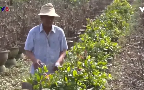 Bình Định: Nhộn nhịp làng mai An Nhơn