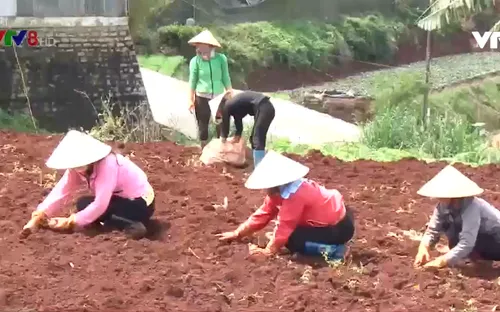 Đà Lạt gieo trồng hơn 2.200 ha giống rau, củ phục vụ thị trường Tết