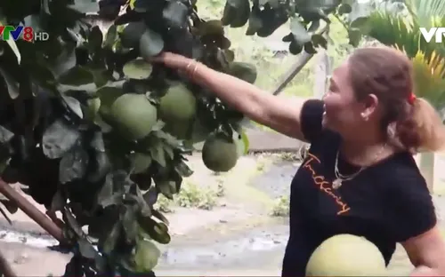 Trồng bưởi tạo hình trong chậu cảnh