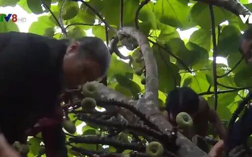 Thừa Thiên - Huế hỗ trợ cây giống cho người dân vùng đệm