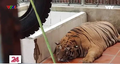 Nhiều khó khăn và vất vả trong giải cứu động vật hoang dã