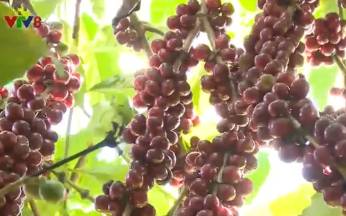 Nâng cao vị thế cho cà phê Việt