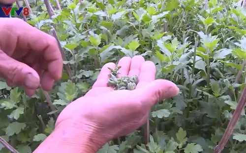 Thất thu vùng trồng hoa cúc lớn nhất Bình Định