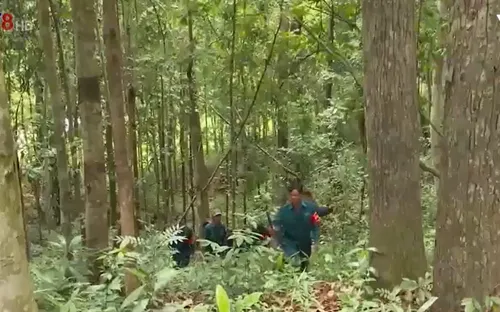 Đưa gần 28ha rừng vào diện quy hoạch rừng phòng hộ tại Quế Sơn