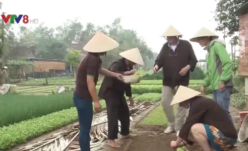 Trải nghiệm làm nông dân thực thụ tại làng rau Trà Quế, Quảng Nam