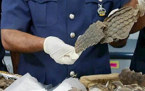 Malaysia bắt giữ lô hàng chứa 30 tấn tê tê
