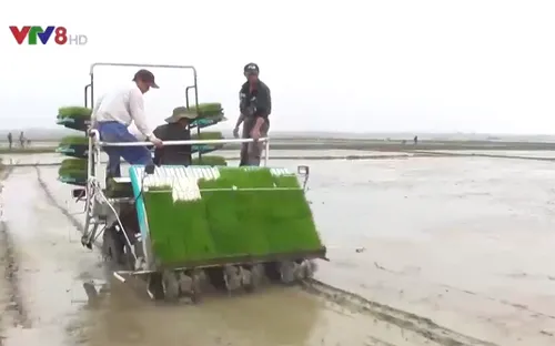 Bước đột phá về lúa sạch chất lượng ở Quảng Trị