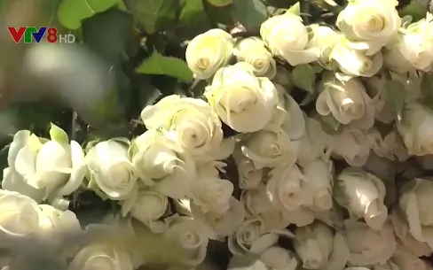 Giá hoa hồng Đà Lạt tăng vọt trước ngày 8/3