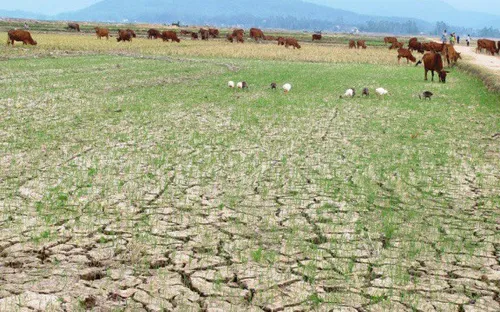 Tây Nguyên bắt đầu thiếu nước nghiêm trọng khi vào mùa khô 2019