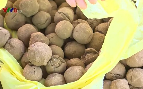 “Bom hạt giống” - phương pháp mới tái sinh vùng rừng khô hạn nhất Việt Nam