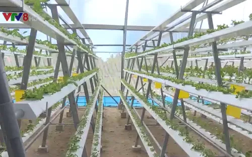 Khánh Hòa: Đẩy mạnh phát triển nông nghiệp công nghệ cao