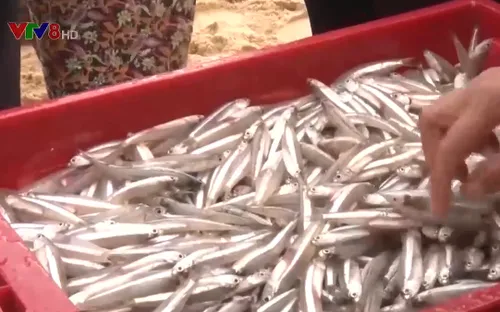 Phấn khởi những chuyến biển đầy ắp cá tôm ngày đầu năm mới