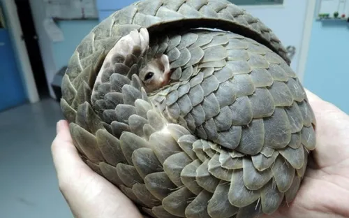 Bắt lượng vảy tê tê và ngà voi trị giá 8 triệu USD đang trên đường về Việt Nam