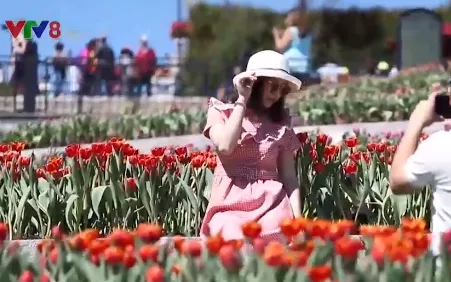 Lễ hội hoa tulip tại Bà Nà được trao kỷ lục Guinness Việt Nam
