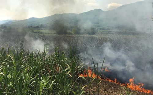 Quảng Ngãi: Hàng trăm người tham gia chữa cháy mía của 18 hộ dân