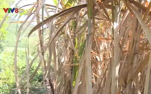 Người dân "thấp thỏm" vì bệnh đốm vàng lá mía bùng phát tại Phú Yên