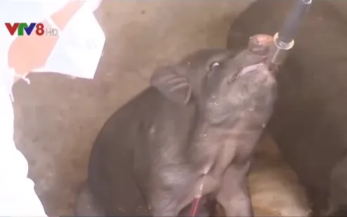 8 cơ sở xét nghiệm miễn phí dịch tả lợn châu Phi