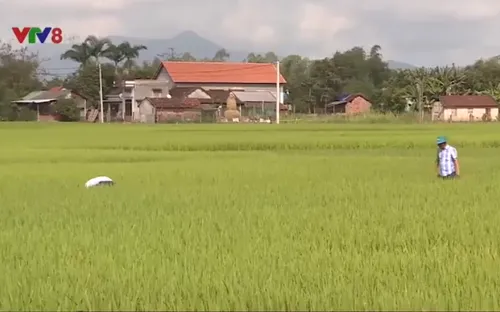 Bình Định: Nhiều diện tích lúa vụ Đông Xuân bị rầy và bệnh đạo ôn