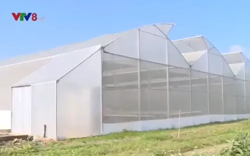 Trải nghiệm mô hình rau thủy canh hữu cơ