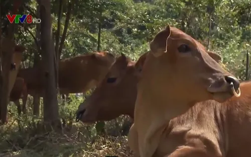 Dịch lở mồm long móng bùng phát ở Quảng Nam