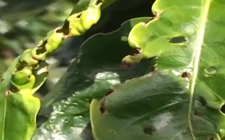 Lâm Đồng: Gần 1.600 ha cà phê bị nhiễm bọ xít muỗi