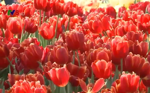 Chiêm ngưỡng vẻ đẹp của vườn hoa tulip lớn nhất Việt Nam
