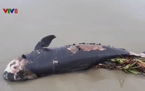 Tập tục chôn cá Ông của người dân ven biển miền Trung