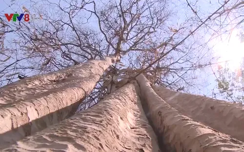 Cảnh báo hàng trăm nghìn hecta rừng tại Đắk Lắk có nguy cơ cháy cao