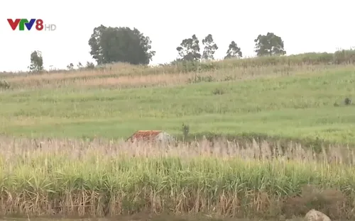 Hiệu quả cánh đồng mẫu lớn trên Tây Nguyên