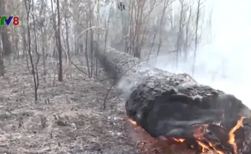 Cháy rừng thiêu rụi gần 5 hecta rừng tái sinh tại Lâm Đồng