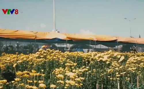 Không khí chợ hoa Xuân ngày cuối năm