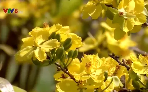 Tết ở làng mai truyền thống Bình Định