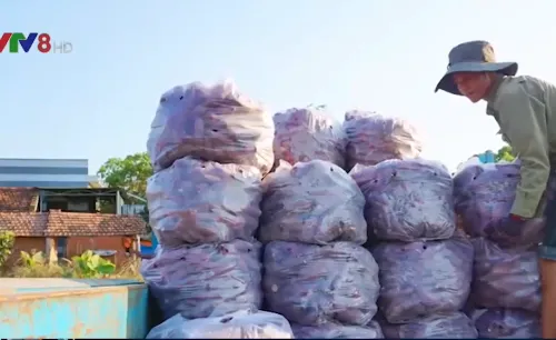 Gia Lai lên kế hoạch "giải cứu" 14.000 tấn khoai lang Nhật