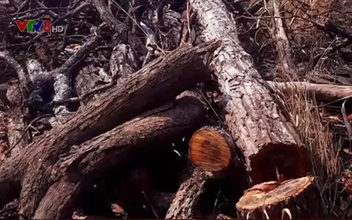 Cục Kiểm lâm kiểm tra vụ phá 7,5 hecta rừng ở Gia Lai