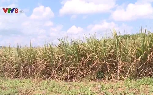 Mía chín rục đồng không người thu mua, nông dân Quảng Ngãi "khóc ròng"