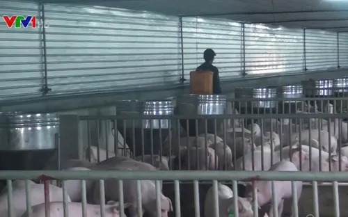 Nghệ An là tỉnh thứ 17 phát hiện dịch tả lợn châu Phi