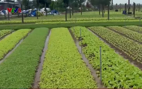 Thừa Thiên Huế: Nông dân không mặn mà làm rau sạch