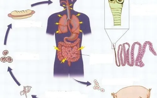 Cách phòng chống nhiễm sán lợn hiệu quả nhất