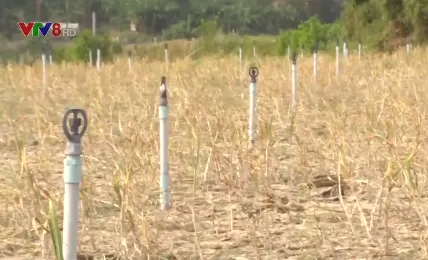 Đảo Lý Sơn đối mặt với hạn hán đến sớm