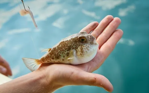 7 loại cá mà bạn nên hạn chế ăn