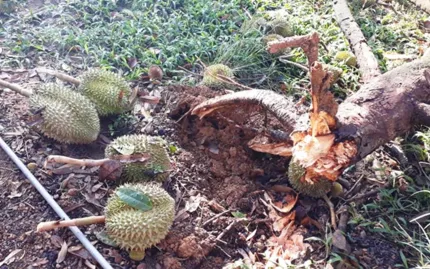 Lâm Đồng: Lốc xoáy gây thiệt hại nặng tại huyện Đạ Huoai