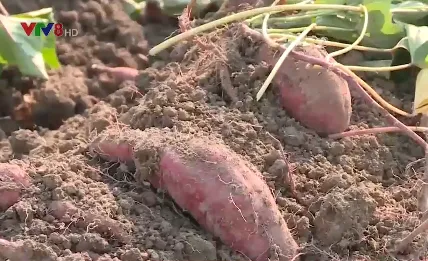 Đắk Nông: Nông dân điêu đứng vì khoai mất giá