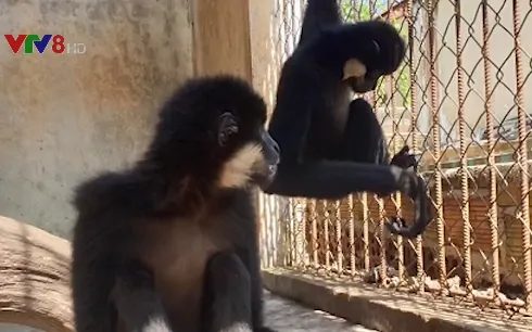 Bàn giao 2 cá thể vượn đen má hung cho Vườn Quốc gia Cát Tiên