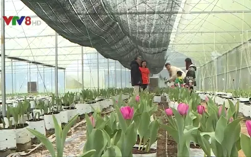 Nông nghiệp công nghệ cao đưa nông sản xứ lạnh đến Huế